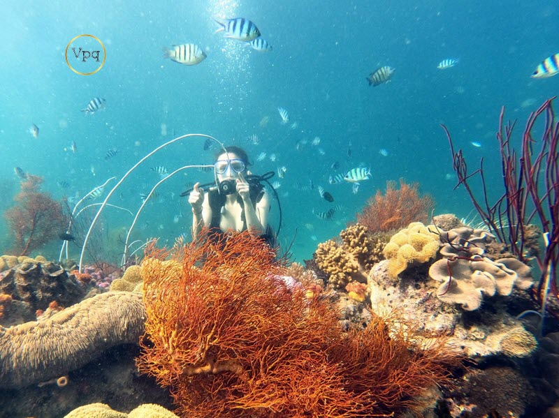 Lặn ngắm san h&ocirc; tour đi đảo Ph&uacute; Quốc