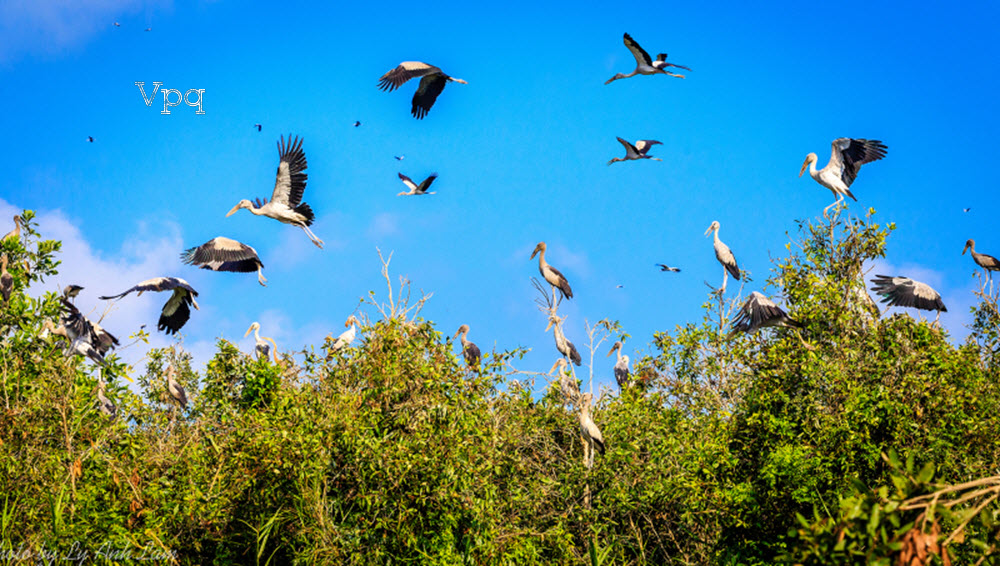 Chim cò tại Lung Ngọc Hoàngv