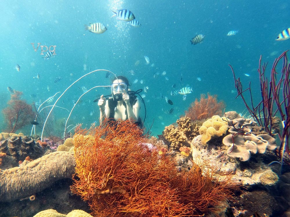 Lặn ngắm san h&ocirc; dưới biển tại Sun World Phu Quoc