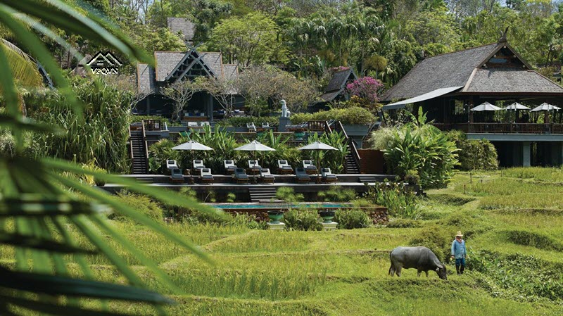 Four Seasons Tented Camp Golden Triangle hiện lên với vẻ đẹp yên bình của những cánh đồng lúa