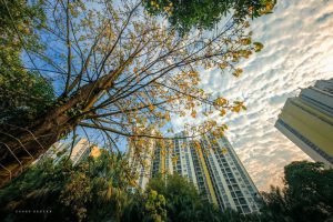 H&igrave;nh ảnh chung cư rừng cọ - khu căn hộ cao tầng đầu ti&ecirc;n tại ecopark