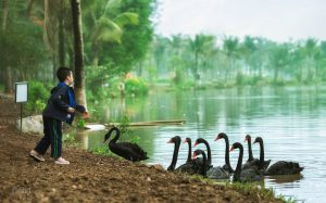 Cuộc sống được chan h&ograve;a với tự nhi&ecirc;n tại Swan Lake Park