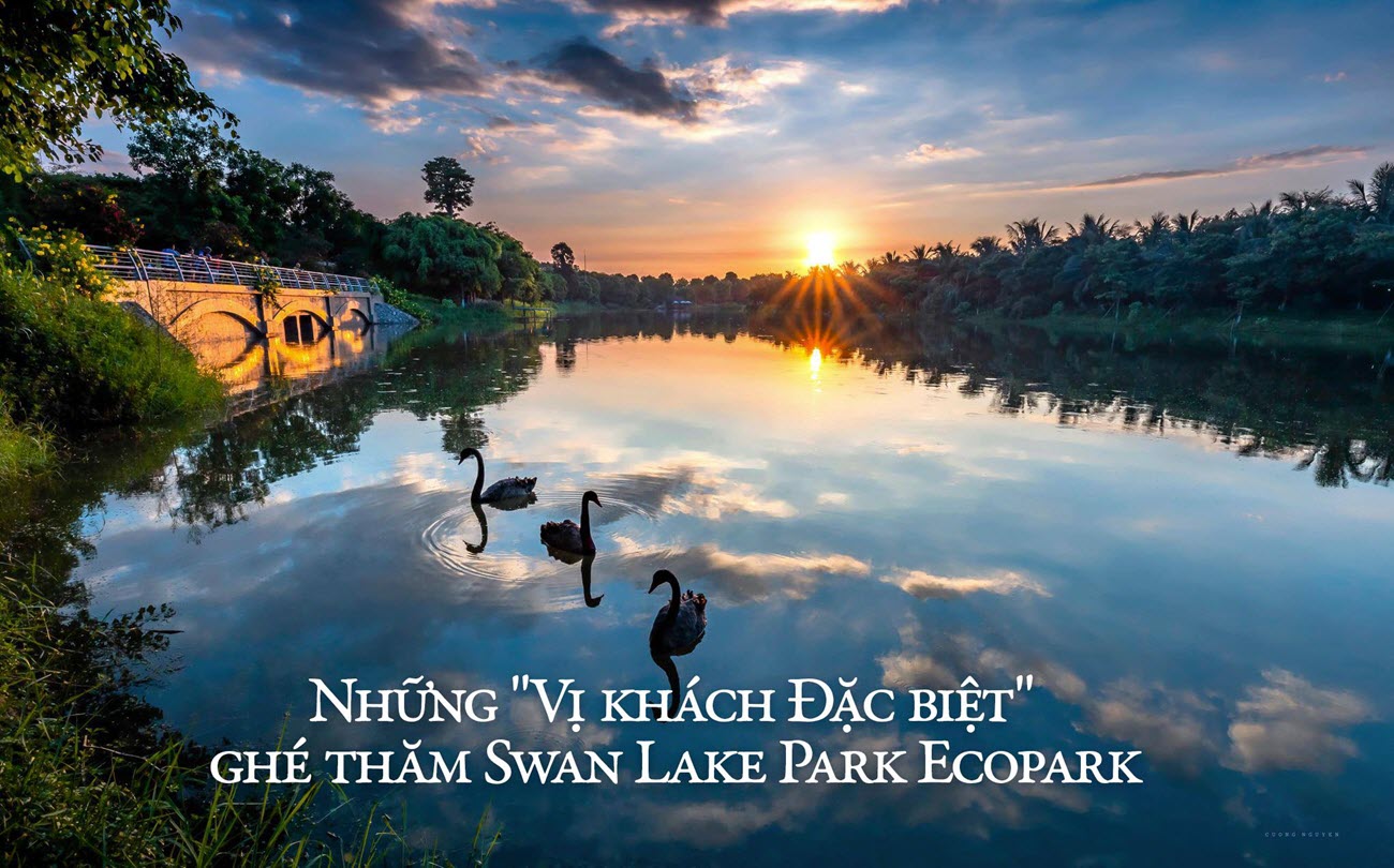 Những vị kh&aacute;ch đặc biệt gh&eacute; thăm Swan Lake Park