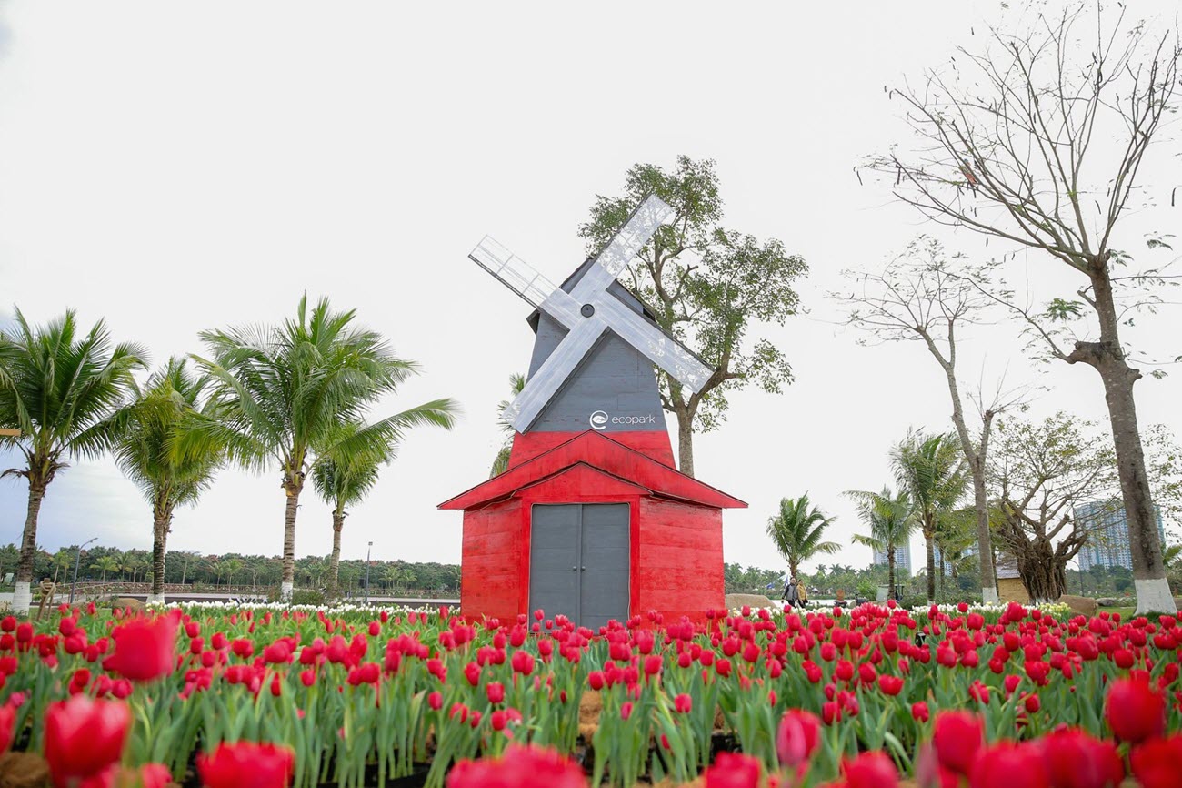 Cối xay gi&oacute; đậm chất hơi thở xứ xở hoa Tuy-l&iacute;p H&agrave; Lan tại Swan Lake Park