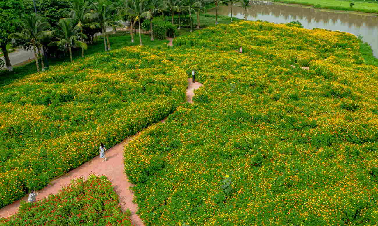 Vườn hoa điểm đến check in ngay tại Ecopark